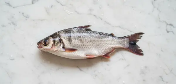 ca-basa-nayangi.com